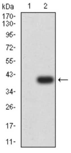 RUNX1/CBFA2 Antibody (6C12A5) - BSA Free, Novus Biologicals 0.1 ml; Unconjugated:Antibodies,